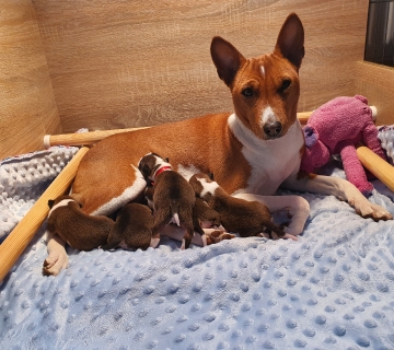 Miot/Litter A (Goldi i Malik)