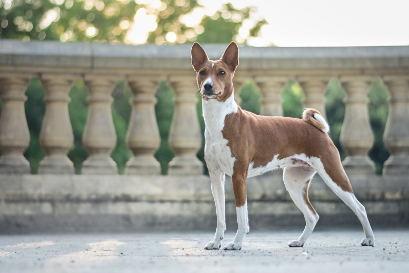 27.07.20 Hips and elbows examination