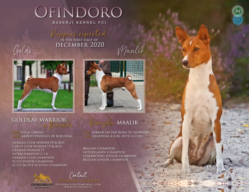 We are expecting puppies in our kennel !!!